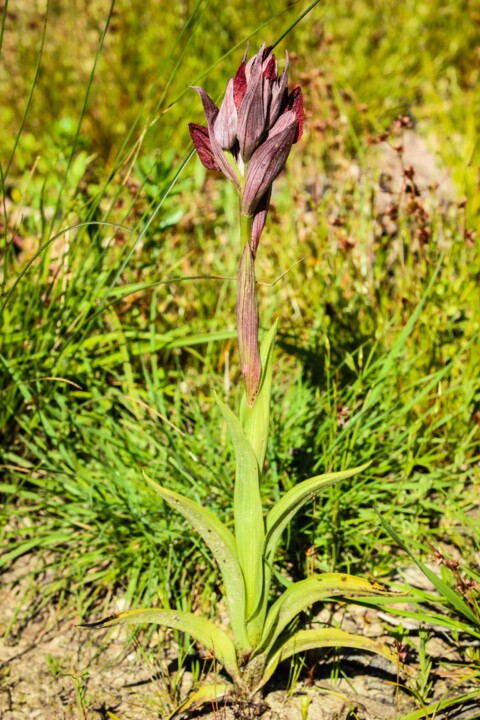 serapias cordigera 7.jpg