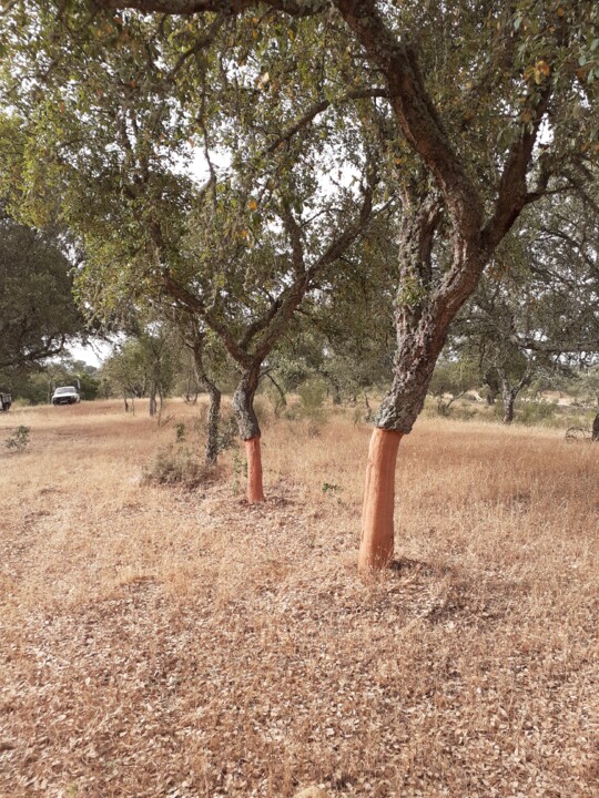 Sobreiros na carreteira. Foto original. 2022.06.15.jpg