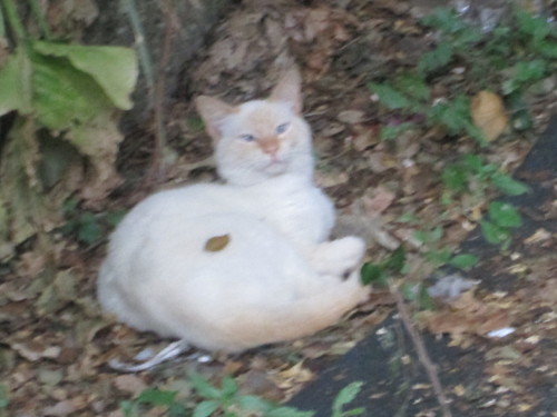 IMG_6181.JPG IMG_6181.JPG