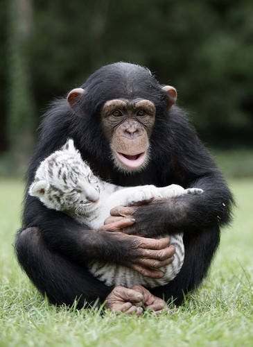 Chimpanzé e tigre.jpg