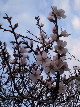 Amendoeira Foto original DAPL 2015. jpeg