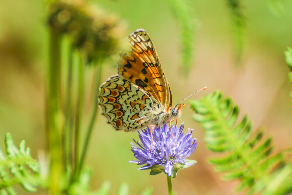 fritilaria variegada 1.jpg