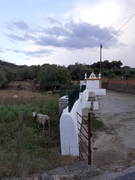 Fonte e ovelhas. Foto Original. 2021.09.01.jpg