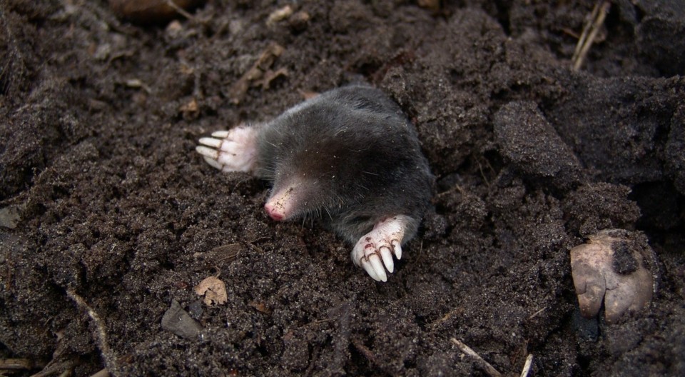 How-to-get-rid-of-moles-e1544456704719.jpg