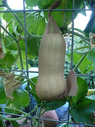 b4c8e9cd0e3ba77651bddb67ca97fc90.jpg b4c8e9cd0e3ba77651bddb67ca97fc90.jpg