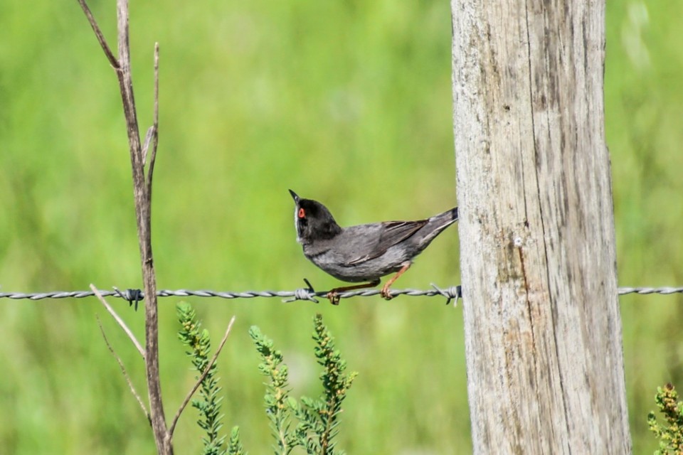 sylvia melanocephala 2.jpg