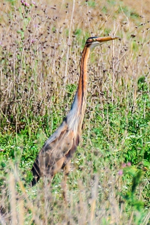 ardea purpurea 2.jpg