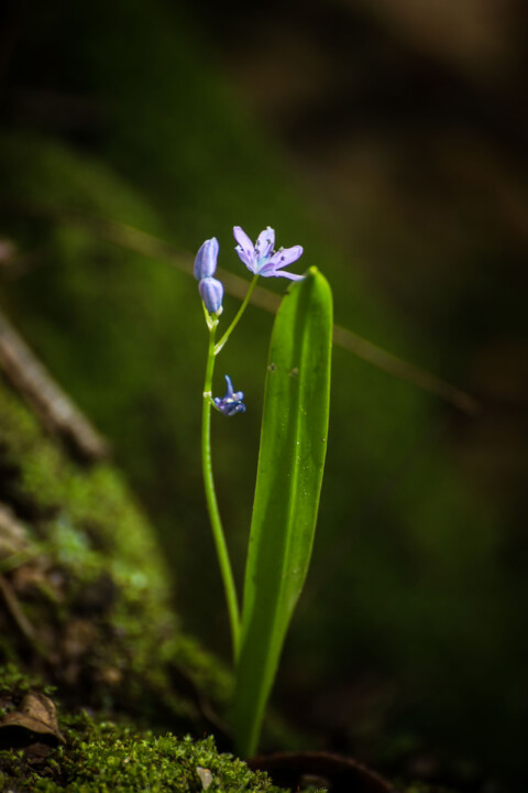 montachique marco 1.jpg