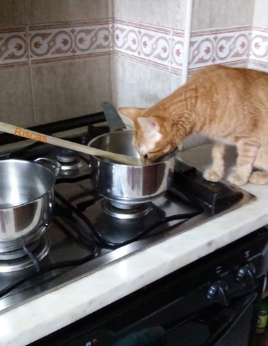 gato-cozinheiro.jpg
