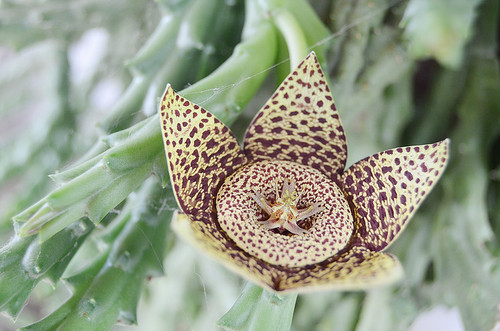 Ana Francisco.jpg Ana Francisco.jpg