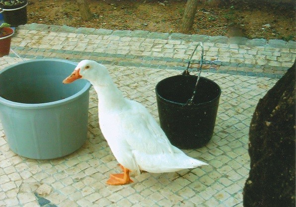 Donald.jpg Donald.jpg