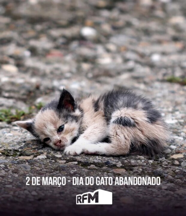 Os gatos é que mandam em nós! - Clube de Gatos do Sapo