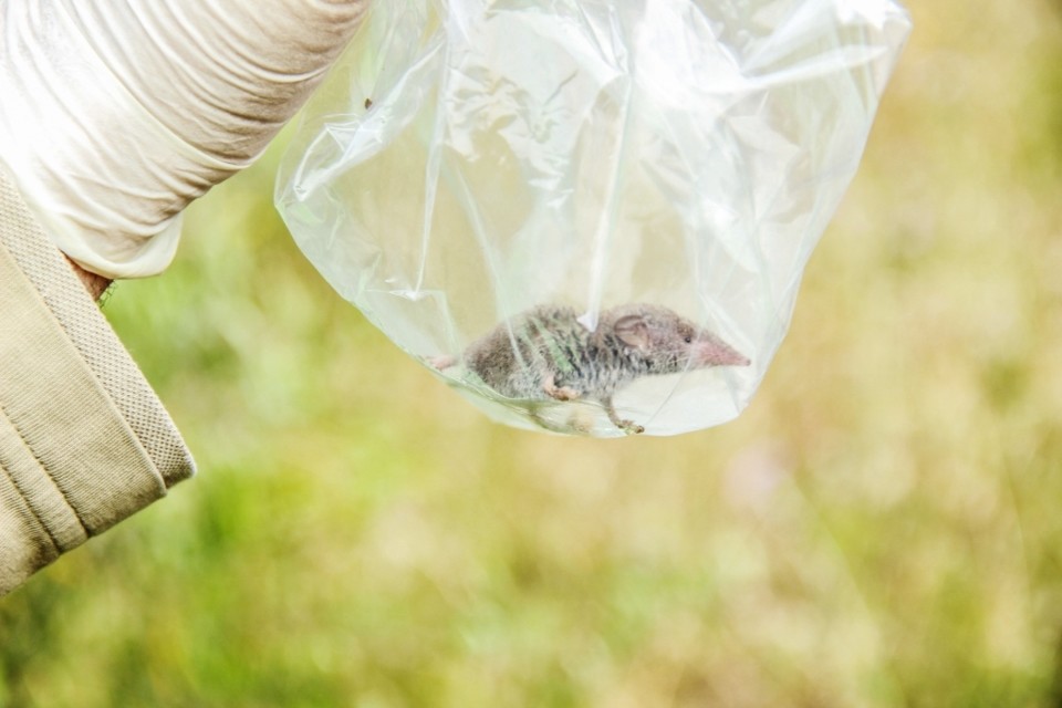 Crocidura russula 3.jpg Crocidura russula 3.jpg
