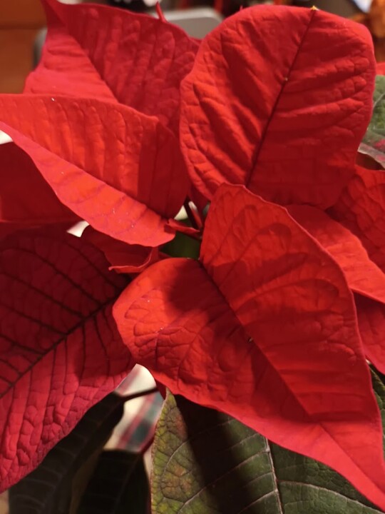 Não me canso disto flores.jpg