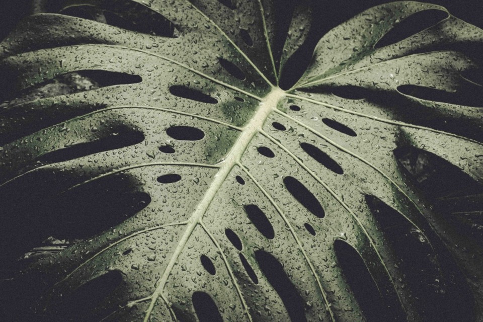 Monstera delicosa 3.jpg
