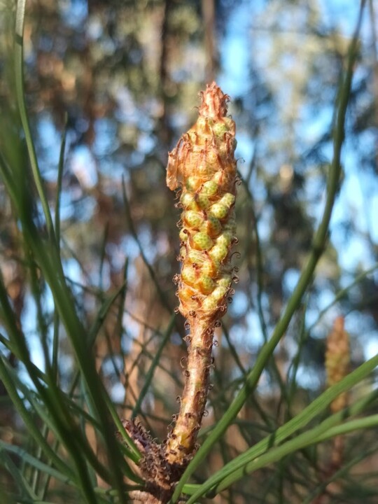 Não me canso disto Inverno 5.jpg