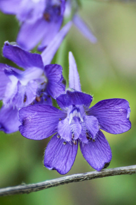 delphinium pentagynum 13.jpg