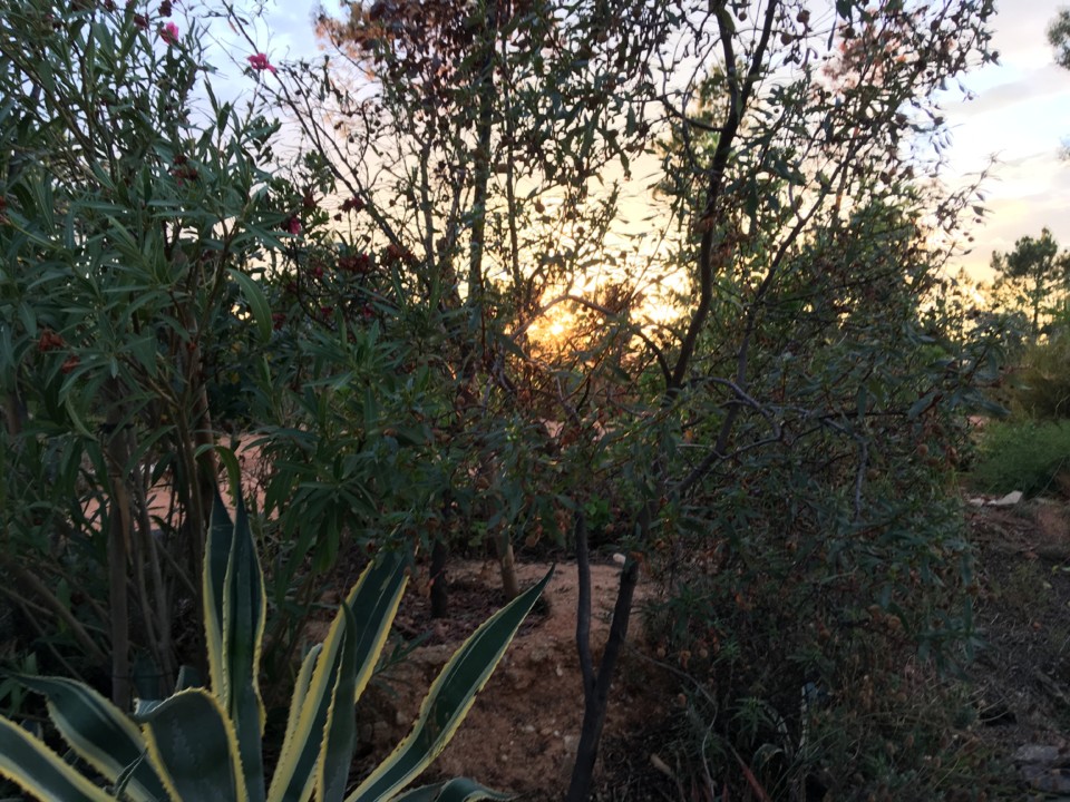 sol a bailar no jardim do terreiro da saudade (1). sol a bailar no jardim do terreiro da saudade (1).