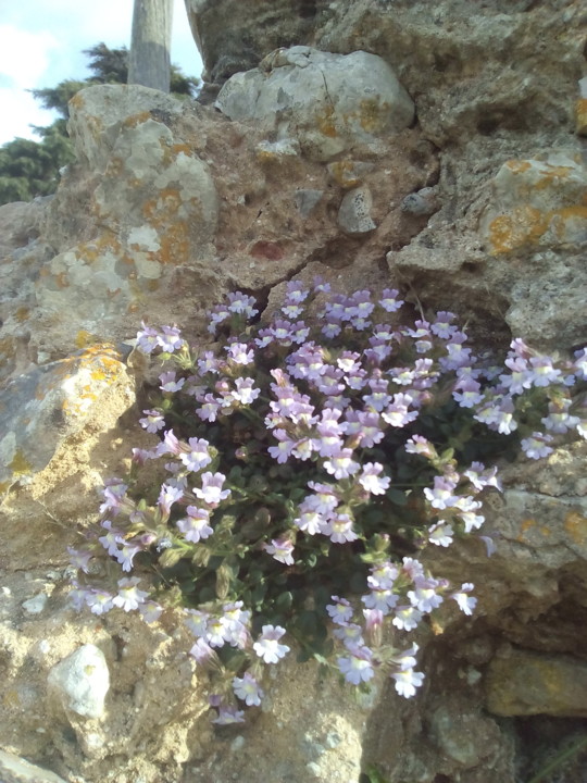 Planta. Castelo Sesimbra. Foto original. 2019. 04. jpg