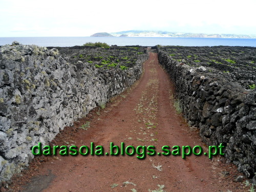 azores_pico_criacao_velha_24.JPG