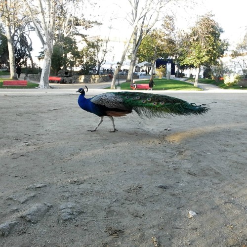 COPYRIGHT O RAPAZ DAS ILHAS