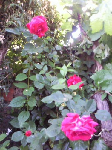 Foto0476.jpg Foto0476.jpg