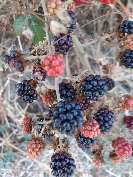 Amoras. Foto Original. 2021.09.06.jpg