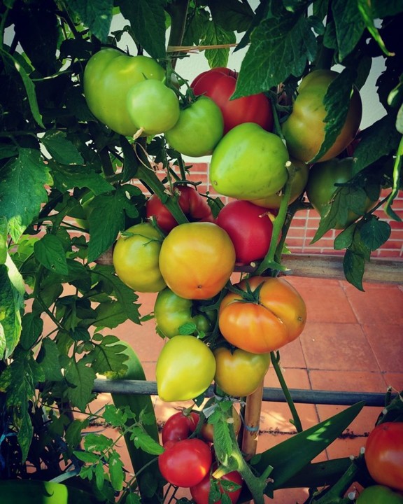 106537719_1745978435541910_5236120686386439261_o.j