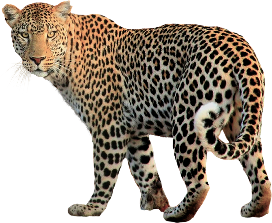 leopard.png leopard.png