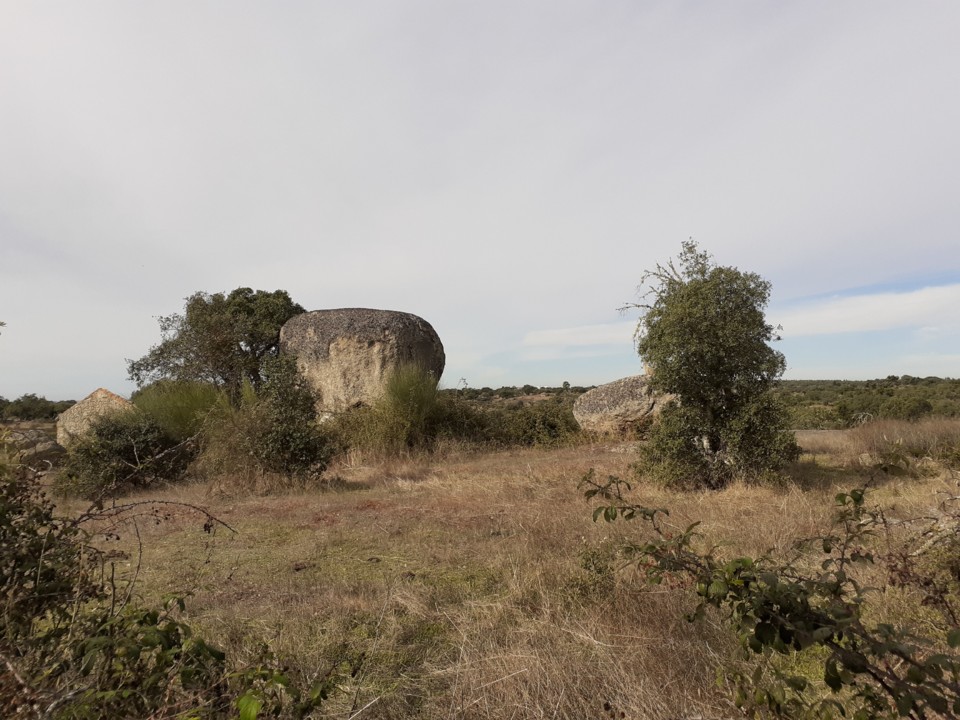Cogumelos na paisagem. Foto Original. 2021.10.09.jpg