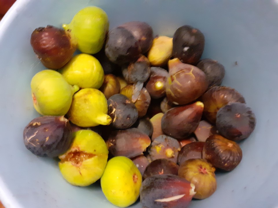 Figos. Foto original. 2021.09.03.jpg