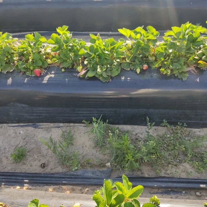 500639133_18479557978066958_5768462072289852327_n.