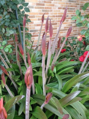 IMG_2196.JPG IMG_2196.JPG