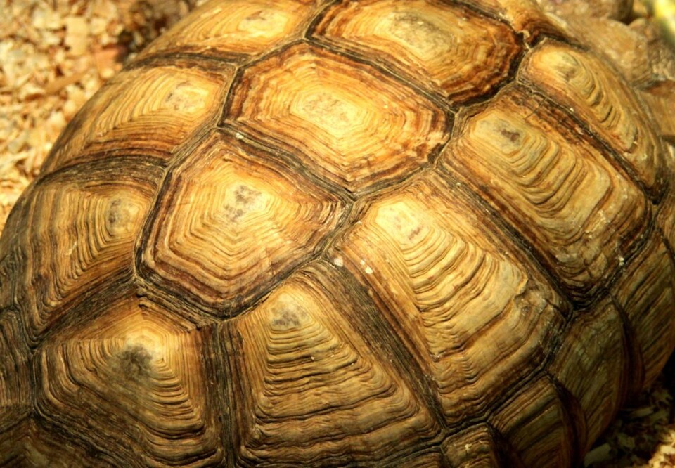 Turtle-Texture-1328613332_91.jpg