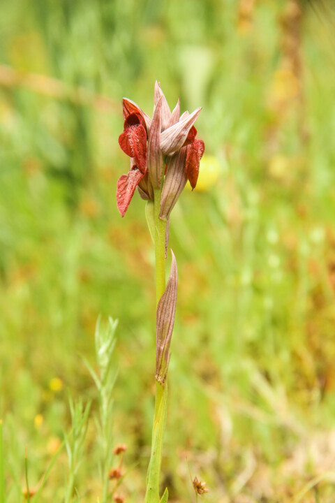 serapias cordigera 5.jpg