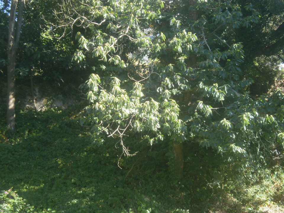 P7226566.JPG P7226566.JPG