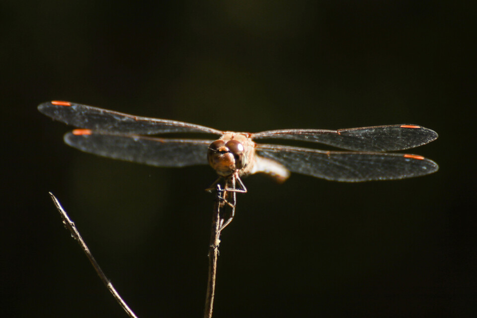 libelula-comum 6.jpg