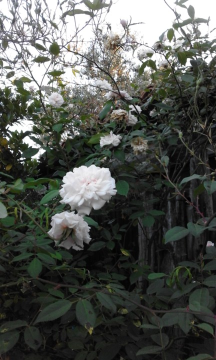 Rosas de Santa Teresinha. Foto original. 2020. 05. jpg