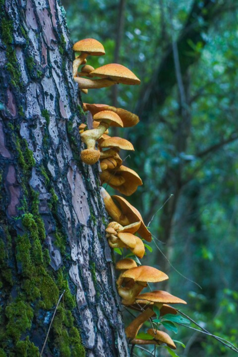 cogumelo do riso 5.jpg