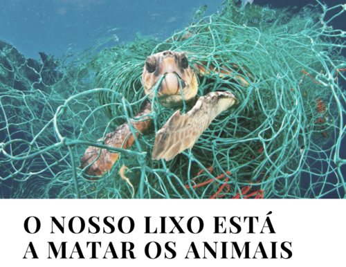 turtle.png turtle.png