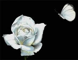 borboleta branca.jpg