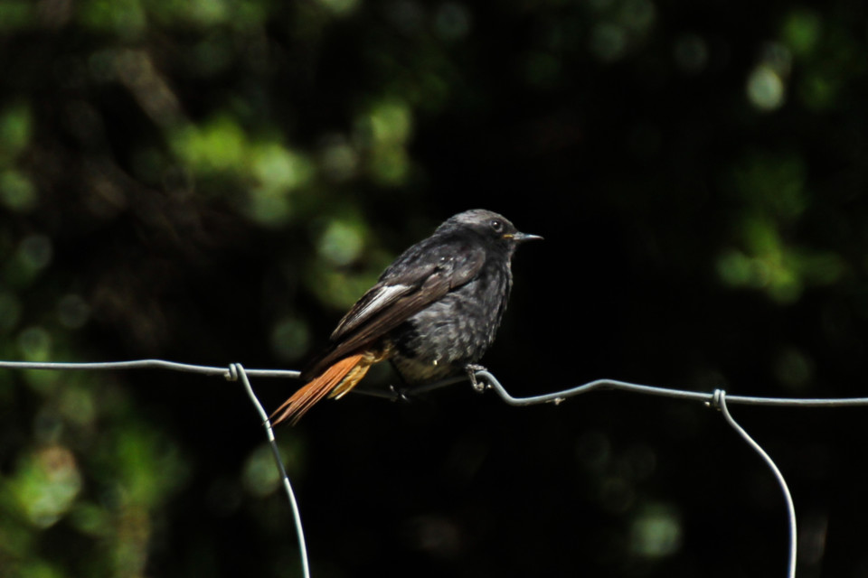 trilho das vinhas-74.jpg