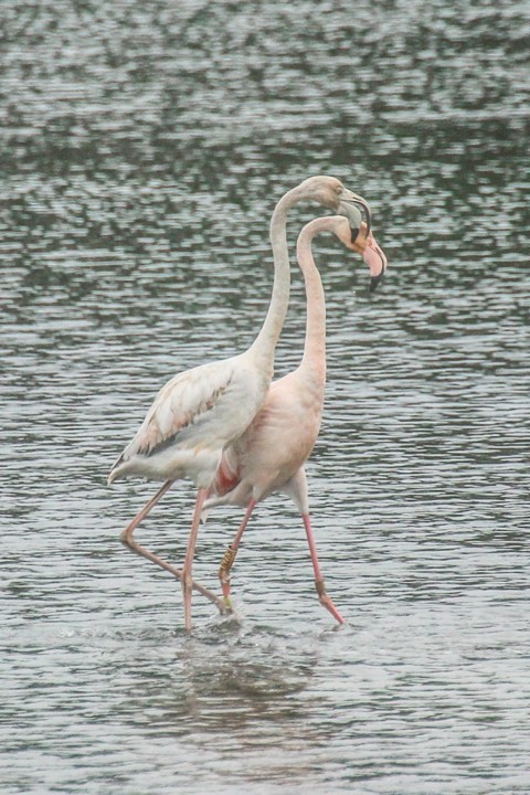 lagoa de obidos 16.jpg
