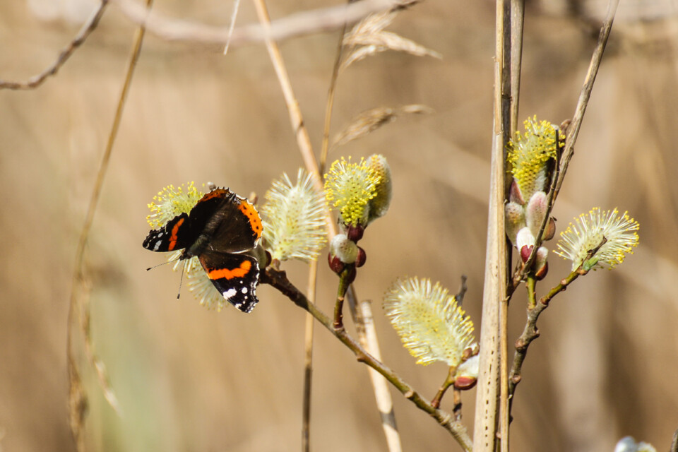 vanessa atalanta 3 a.jpg