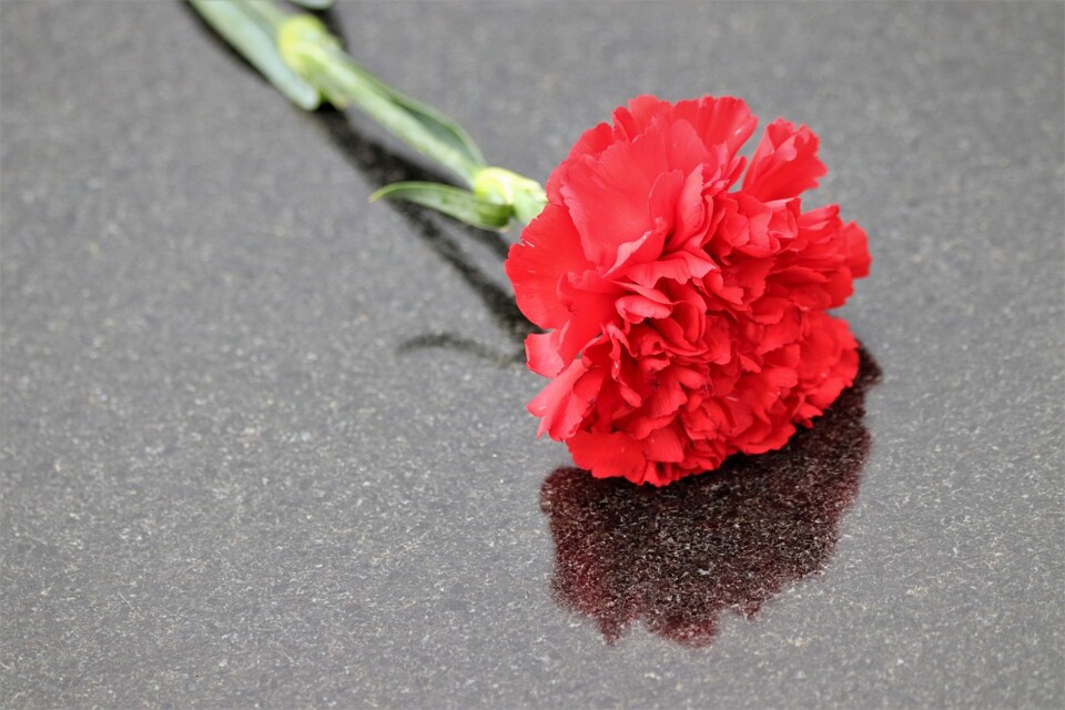 red-carnation-4184355_1280.jpg