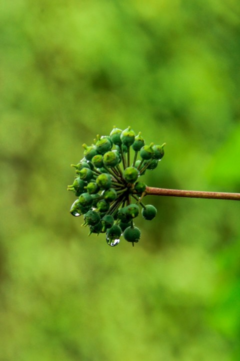 sanatorio albergaria 11.jpg