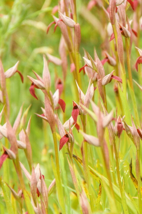serapias strictiflora 5.jpg