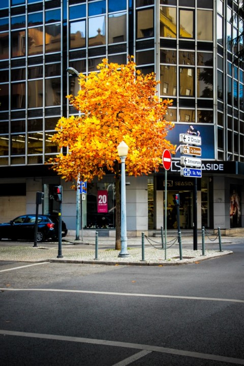 outono avenida 5 de outubro.jpg