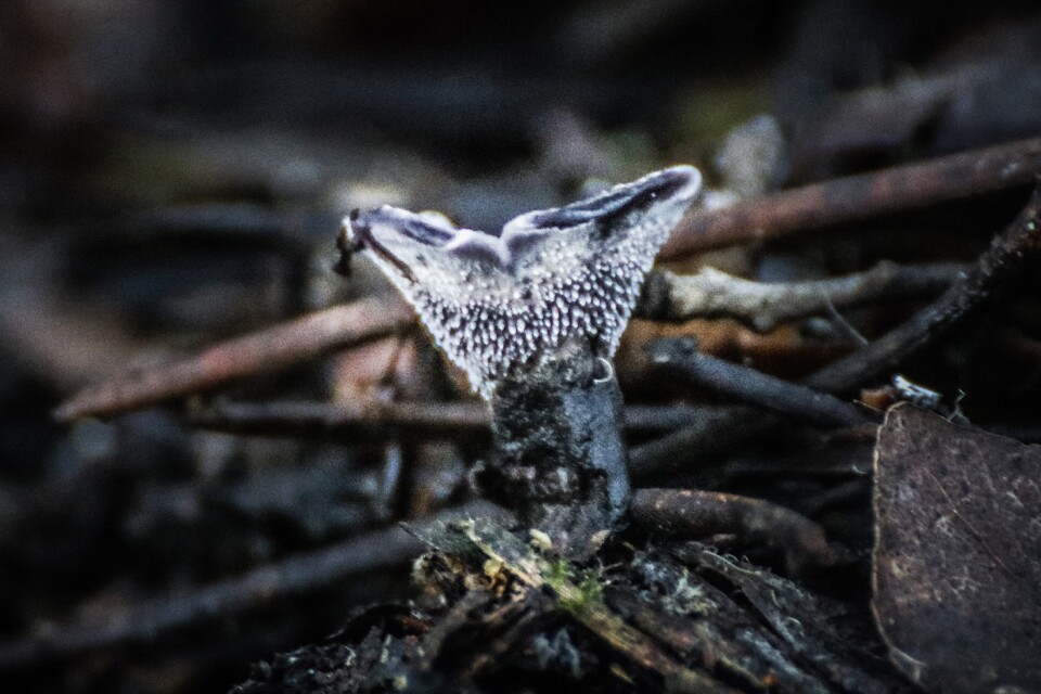 phelodon niger 2.jpg