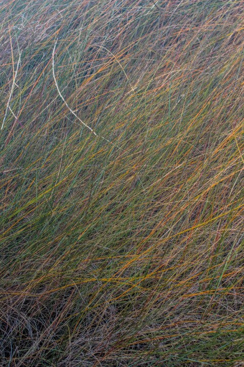 lagoa_de_obidos 6.jpg